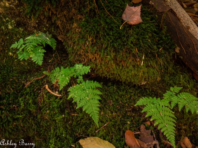 Cranberry_Wilderness-13