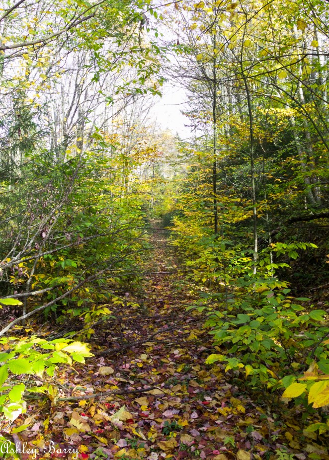 Cranberry_Wilderness-2