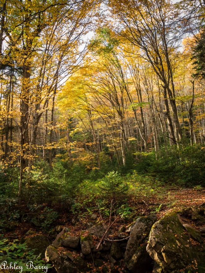 Cranberry_Wilderness-9